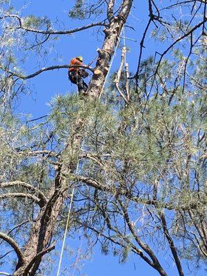 Big Ben's Tree Service