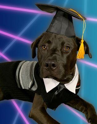 Ollie's graduation photo (yes, I'm a crazy dog mom in all the best ways)
