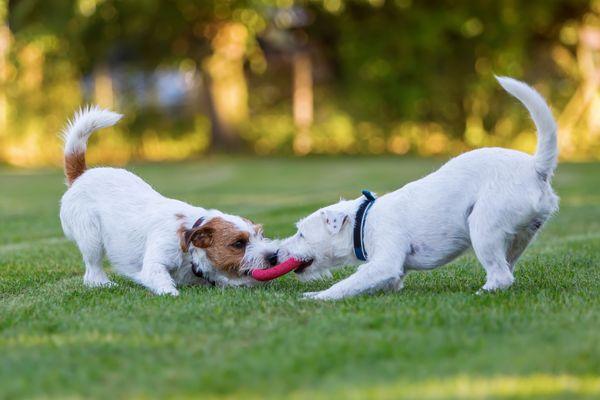 We are pet friendly!