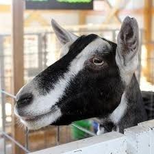 Lions Club Fair Ground