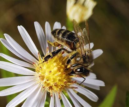 Hero Termite & Pest Solutions