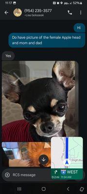 Posh Puppies & Boutique