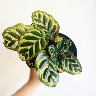 Meraki Floral Studio