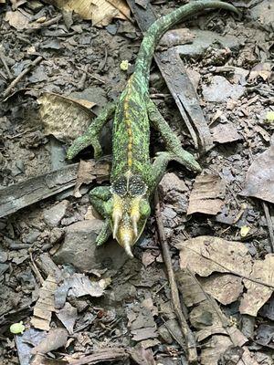 Maunawili Ditch Trail