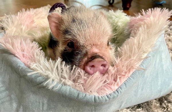 Area Wide Veterinary Clinic