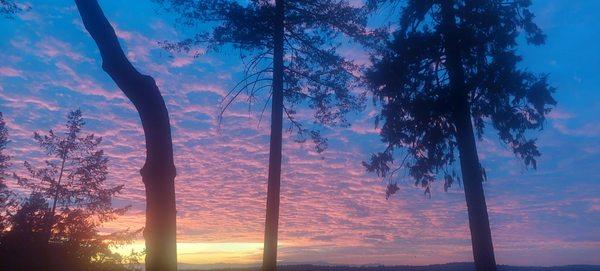 Butte County Tree Service