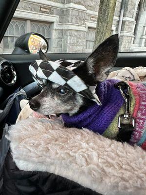 My chihuahua after a visit to the Painted Pooch