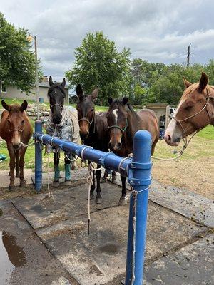 Big creek horse and mule