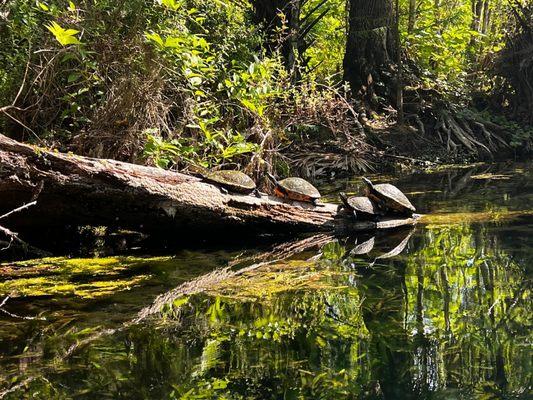 Silver Springs Kayaking