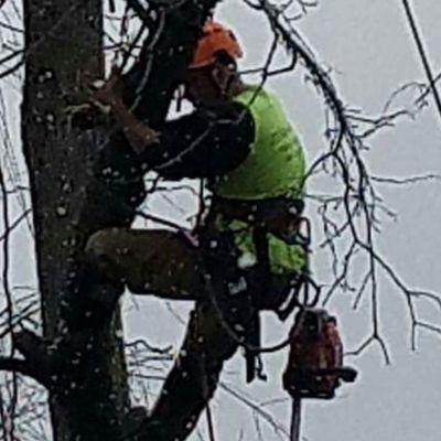D'Alessandros Tree Service