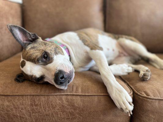 Ancestral Companions