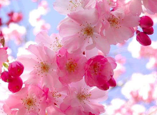 florist that likes pretty pink stuff