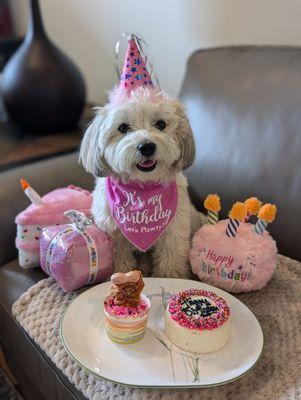 Gussied Up Dog Boutique