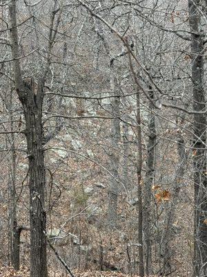 Keystone Ancient Forest