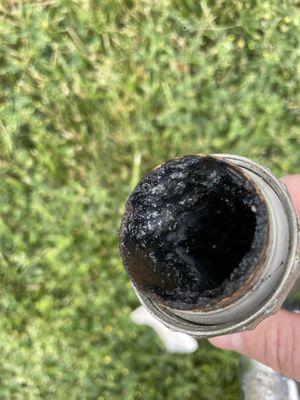 This is what was inside of my sewer system.