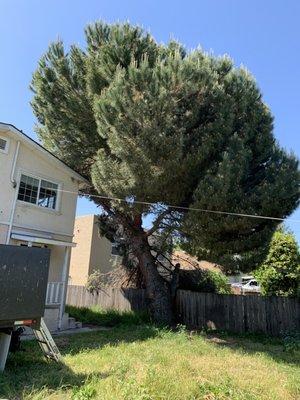 Professional Tree Trimming & Removal