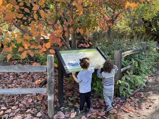 Pangea Forest School