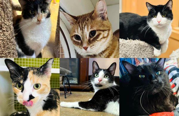 The Cat Network