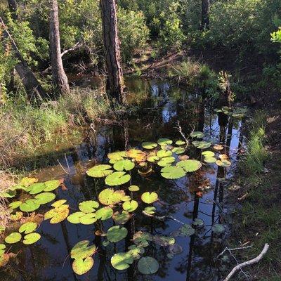 Point Washington State Forest