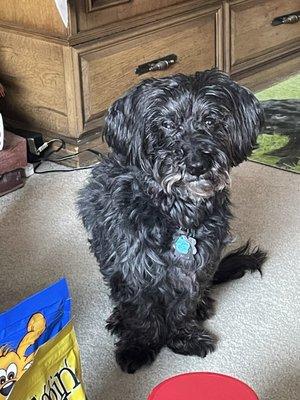 Stoneham Animal Hospital