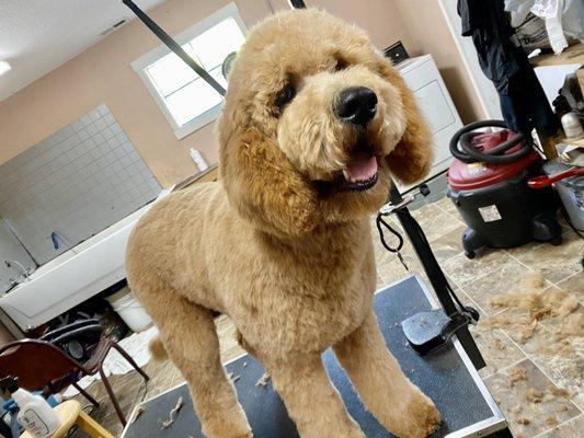 Casey's Kennel Services