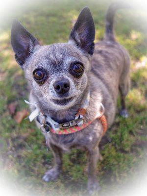 Blue on adoption day May 2022