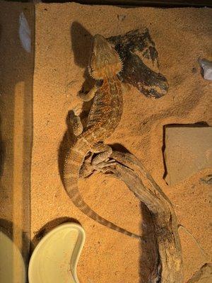 Buddy the bearded dragon