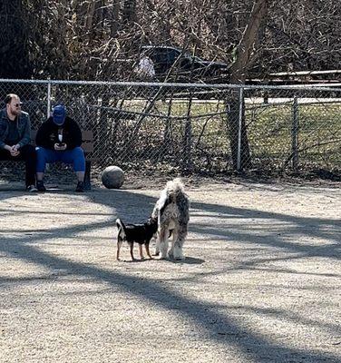 Lakewood Dog Park