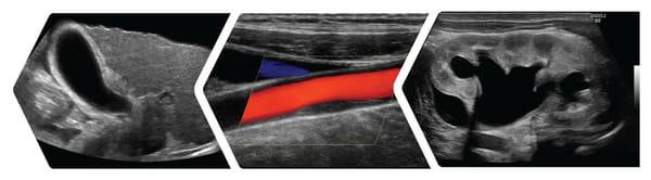 Pet Scan - Mobile Veterinary Ultrasound Services