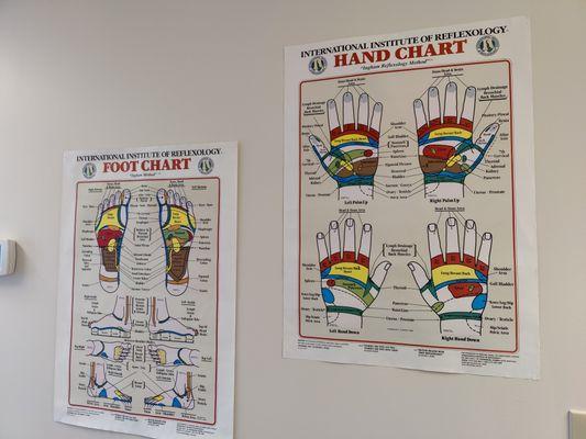 Reflexology charts