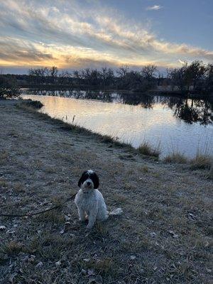 Colorado Dog Academy