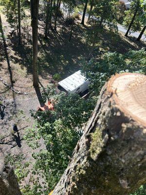 TLC Tree & Landscaping Care