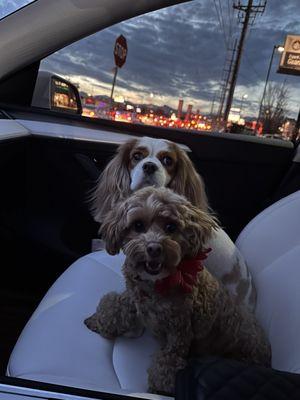 Styling to Pawfection