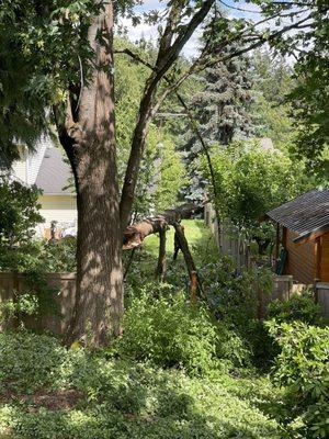 Taking the branches off of the major limb one at a time to prevent any damage to the shed or fences.