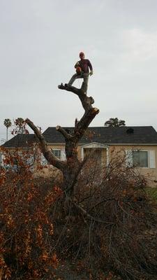 Genesis Hauling and Demolition