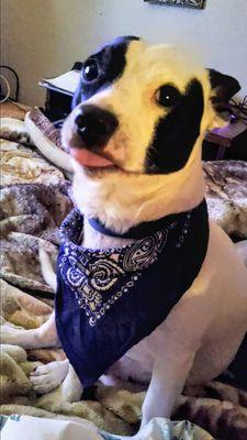 Davina''s Pet Care Services