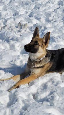 All Breeds Dog Academy