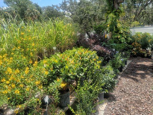 Branching Out Tree Care Professionals