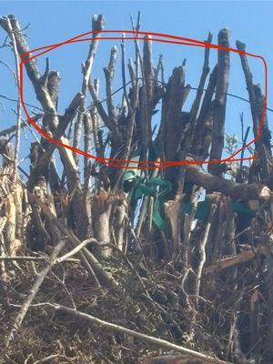 Creative Trees & Landscape