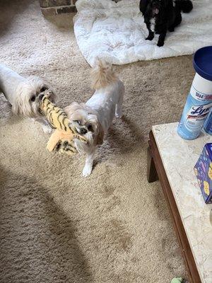 Greenbriar Animal Hospital