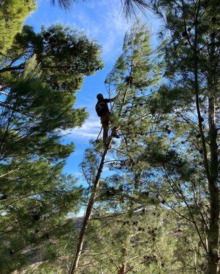 Bravo's Landscape Incorporation