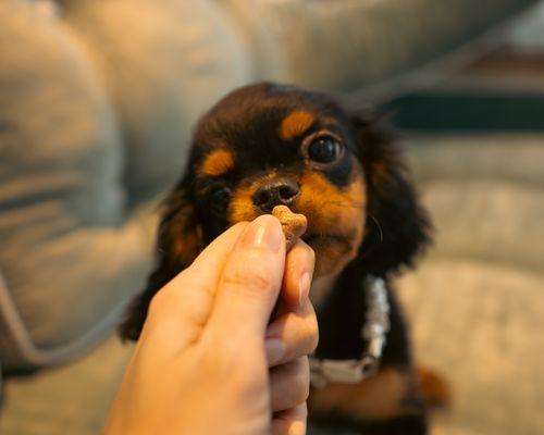 Forever Love Puppies