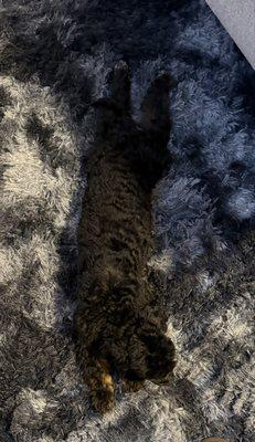 This was Tiny's first time being groomed. He took it like a champ and I love his new look. Thank you Savanna.