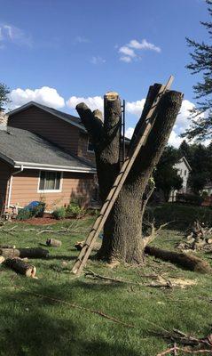 Dominic’s Garden and Tree Services