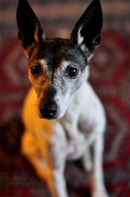 Integrity Pet Services