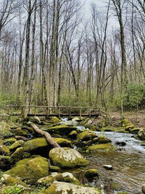 A Walk in the Woods