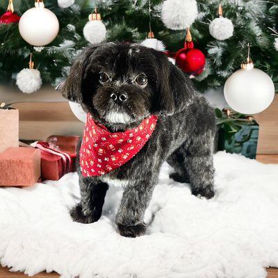 Georgie’s Grooming Parlor