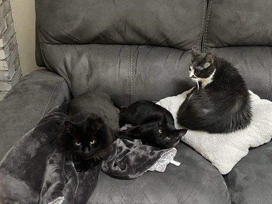 Country Pet Hideaway