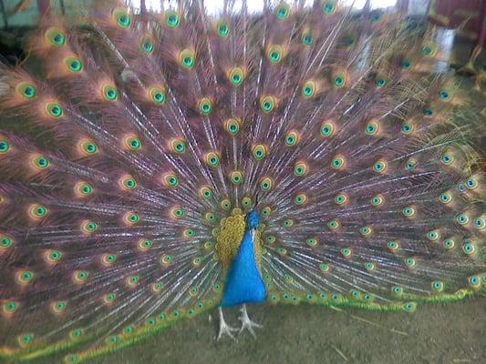 One of our beautiful birds here at the zoo
