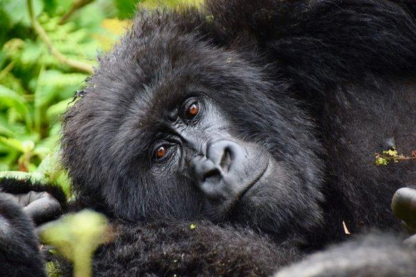 I had an amazing moment with this girl on my Gorilla Trek in Rwanda.